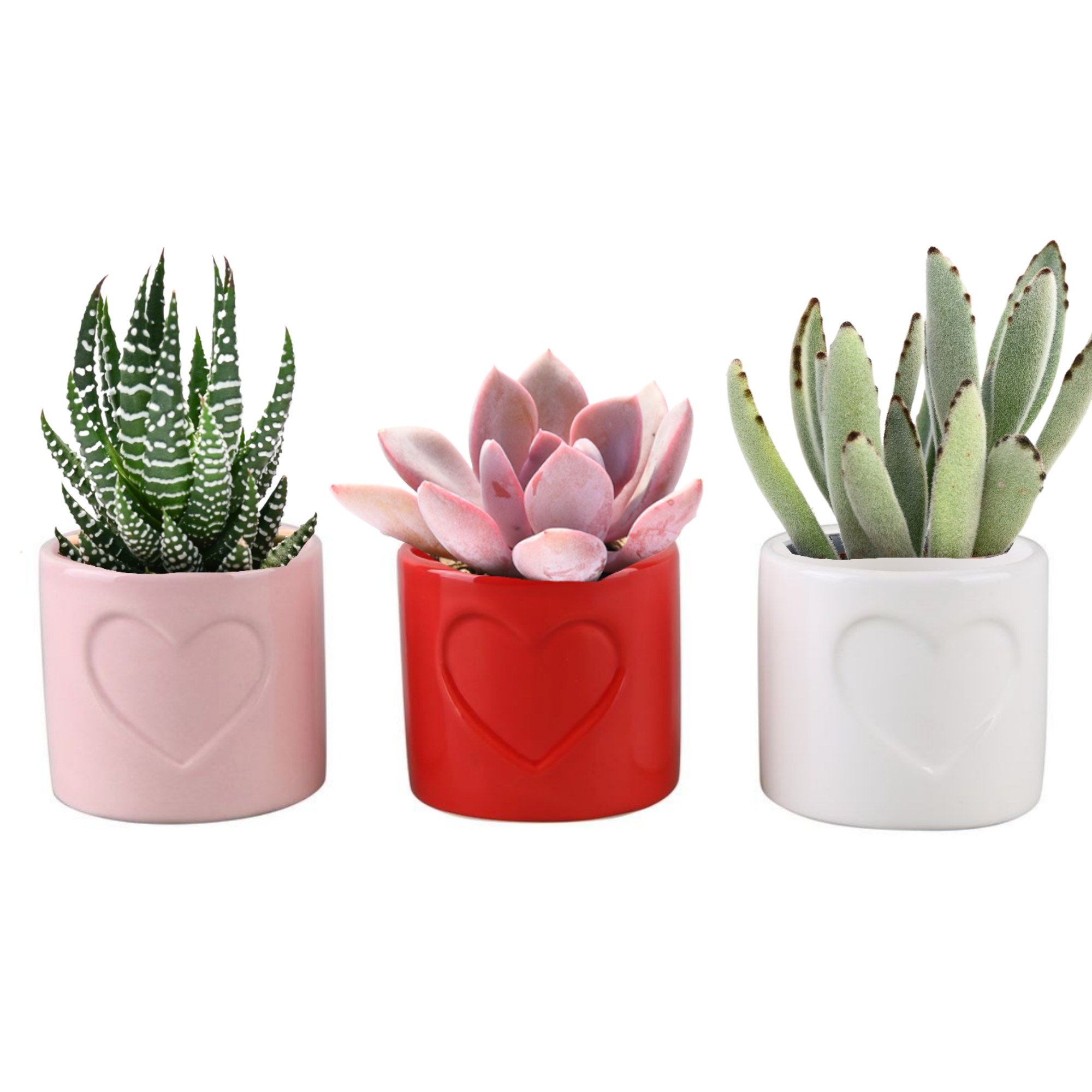 Be Mine Collection (2INCH) Western Cactus