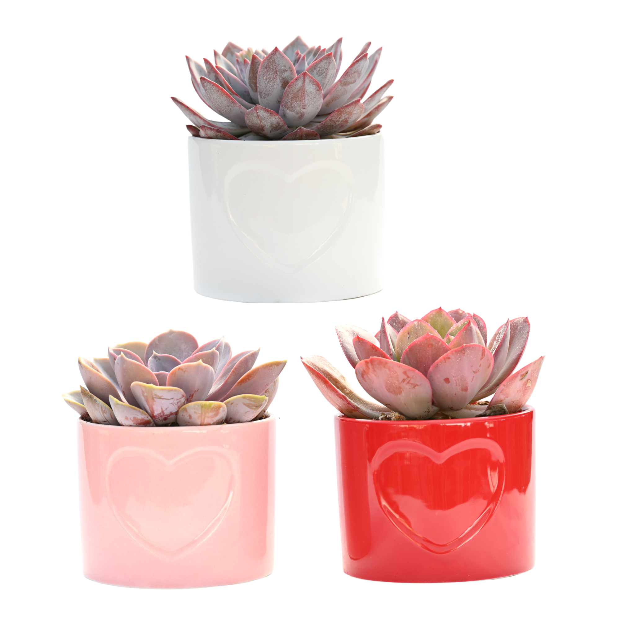Be Mine Collection (4INCH) Western Cactus