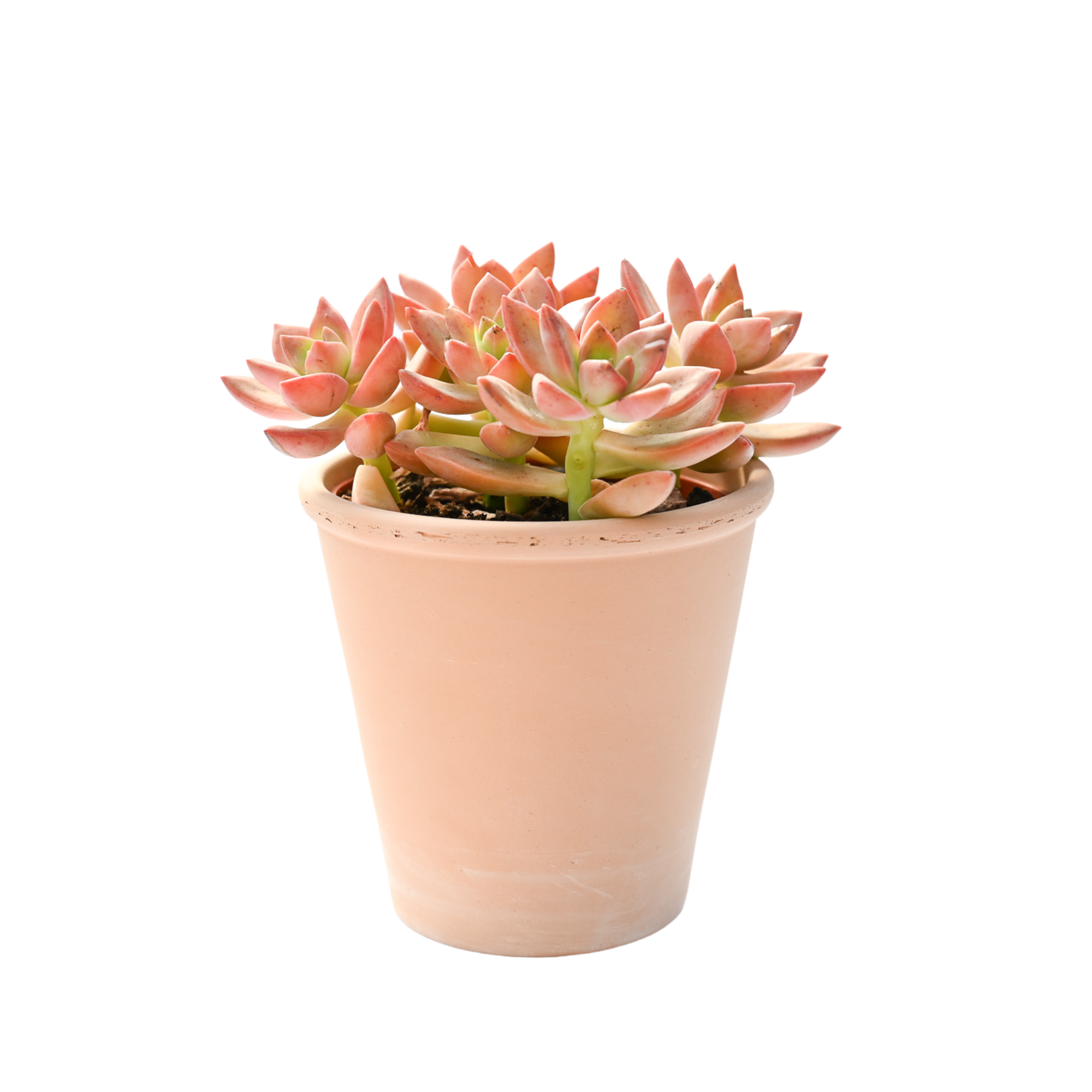 Rosen Antique Collection (4-INCH) – Western Cactus