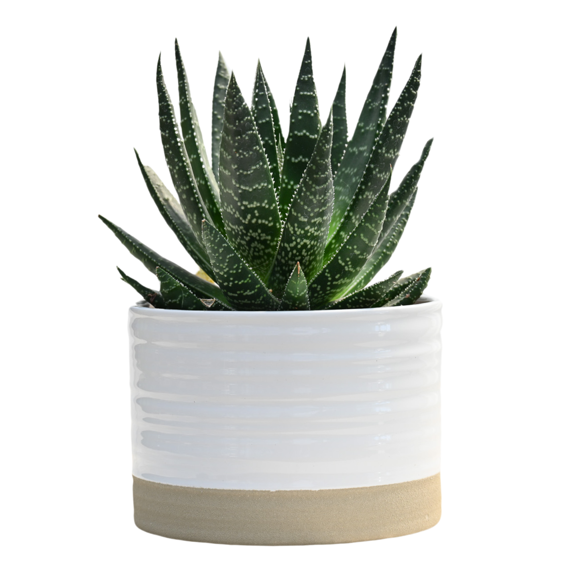 Rustic Root (6-INCH) – Western Cactus