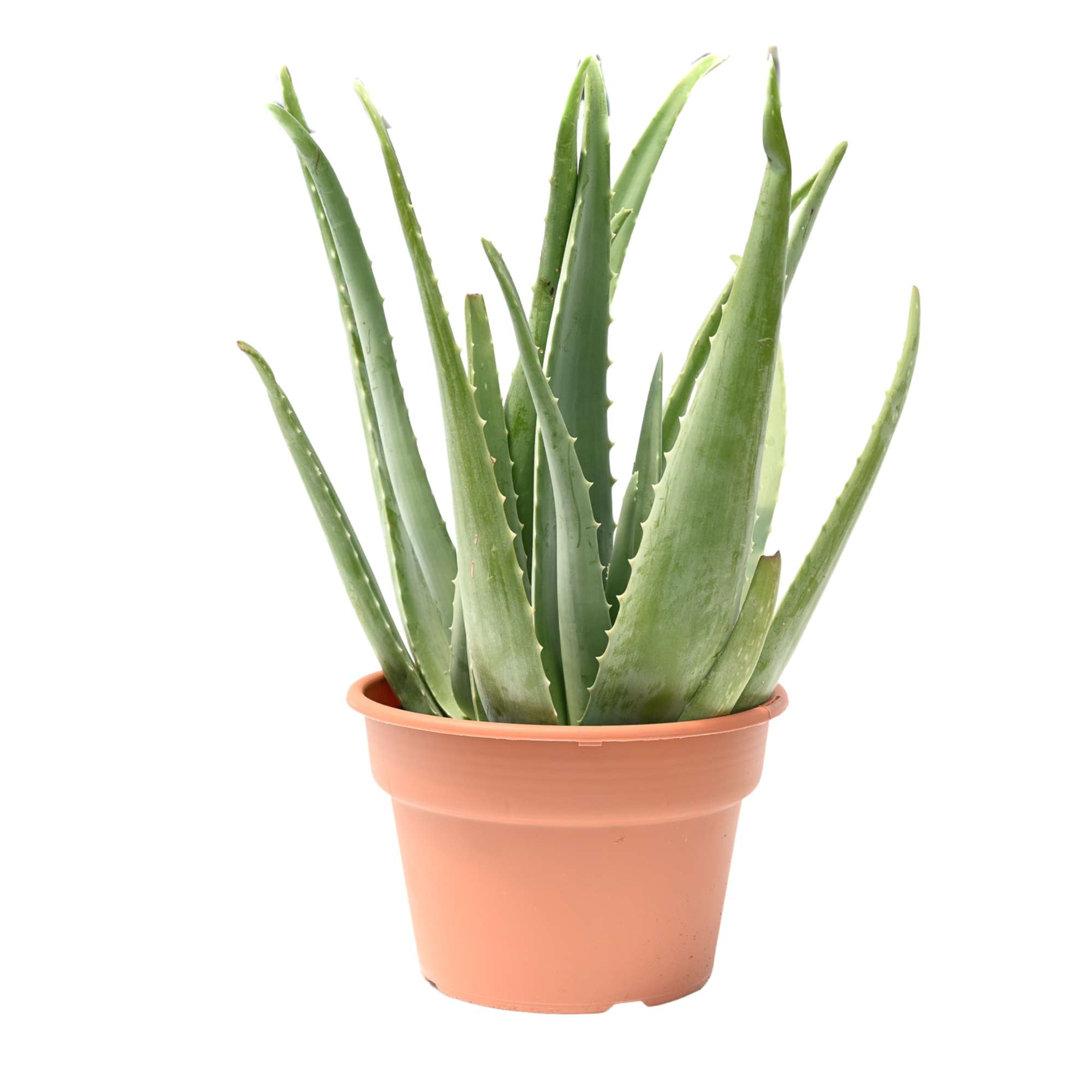 Aloe Vera (10-INCH) – Western Cactus