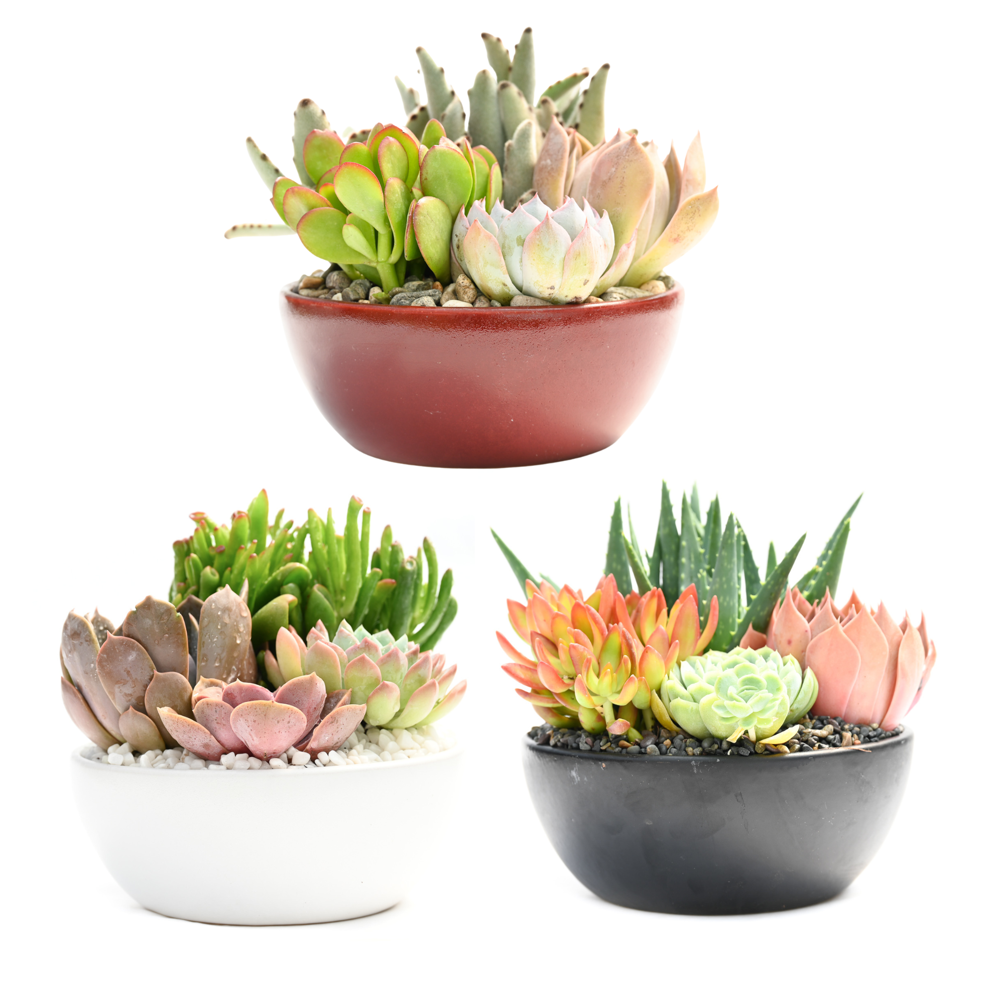 Matte Glazed Collection (8-Inch) – Western Cactus